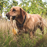 Beco Recycled Soft Dog Toy - Tilly the Tiger, Beco Pets, The Clean Market